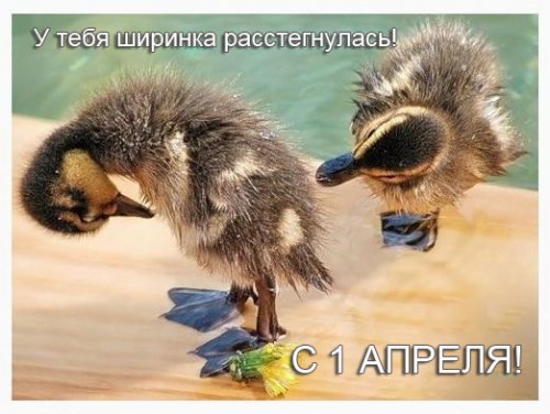 1 апреля: лучшие розыгрыши, приколы и картинки
