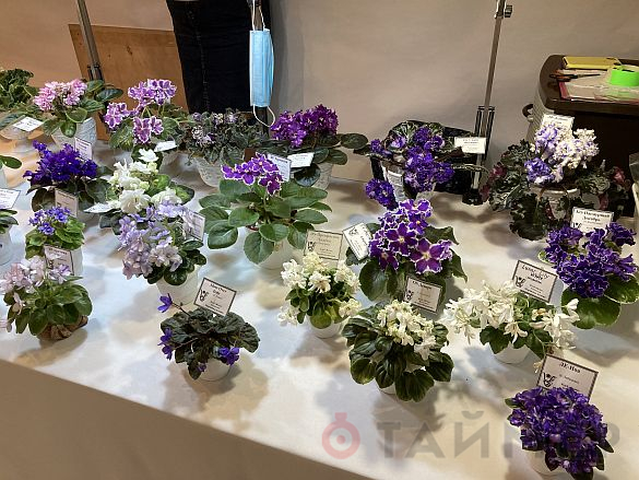 «Пётр Первый», «Розовый слон» и «Сердце матери»: одесский клуб любителей фиалок показал свои достижения