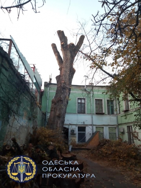 Прокуроры передали в суд дело покалеченного одесского тополя-старожила 