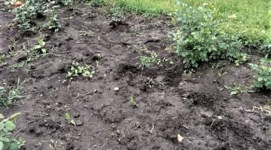 Возле автовокзала Одессы украли 43 куста роз