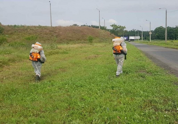 В Одессе на месяц раньше начали борьбу с амброзией. Фото