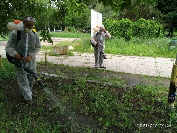 В Одессе на месяц раньше начали борьбу с амброзией. Фото
