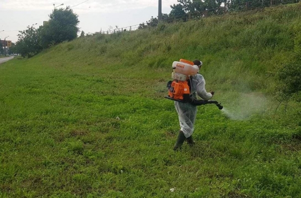 В Одессе на месяц раньше начали борьбу с амброзией. Фото