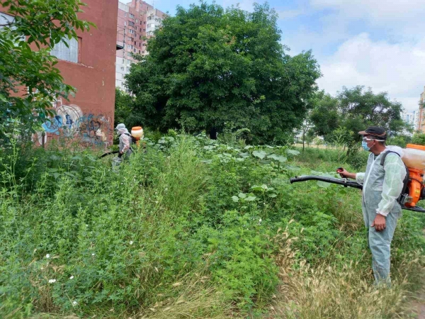 В Одессе на месяц раньше начали борьбу с амброзией. Фото