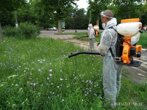 В Одессе на месяц раньше начали борьбу с амброзией. Фото