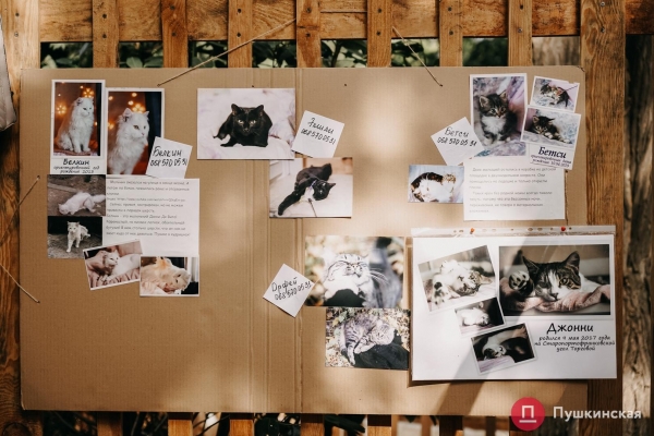 Home Me Fest: как в Одессе проходит самый добрый фестиваль для животных из приютов. Фоторепортаж