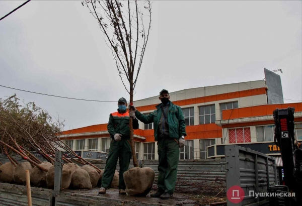 У одесского «Привоза» высадили первые 28 акаций из обещанной мэром тысячи. Фото