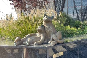 Еще одна достопримечательность: у "Привоза" открыли новых котов