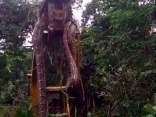 «Найбільша в світі змія» потрапила на відео і набрала 79 мільйонів переглядів