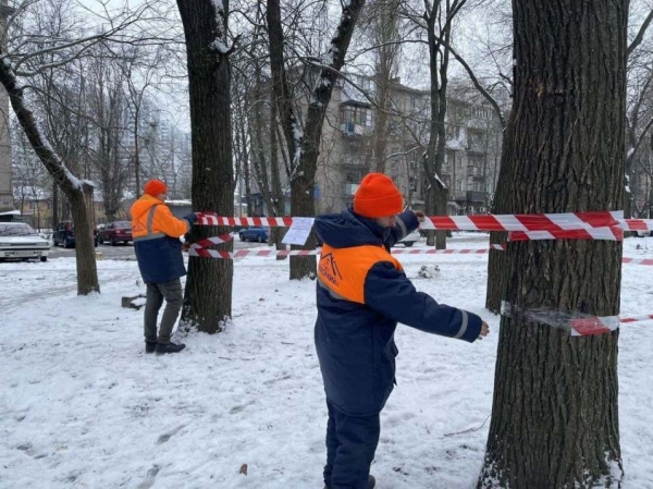  У Труханова рассказали, где можно оставить ненужную ёлку и получить за это конфету