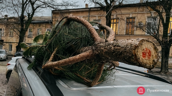 Где купить елку в Одессе: цена и ассортимент на елочном базаре у Нового рынка. Фото