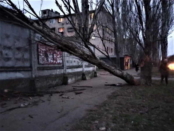 Сильный ветер в Одессе уже повалил 19 деревьев и оборвал провода. Фото