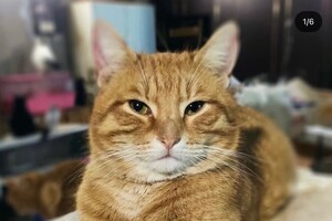 В Одессе пройдет благотворительный "ЭкоРейс" для помощи животным
