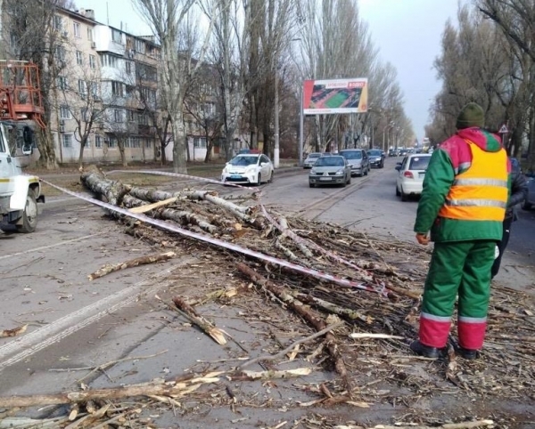 Сильный ветер в Одессе уже повалил 19 деревьев и оборвал провода. Фото