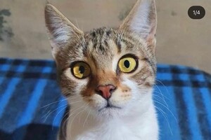 В Одессе пройдет благотворительный "ЭкоРейс" для помощи животным