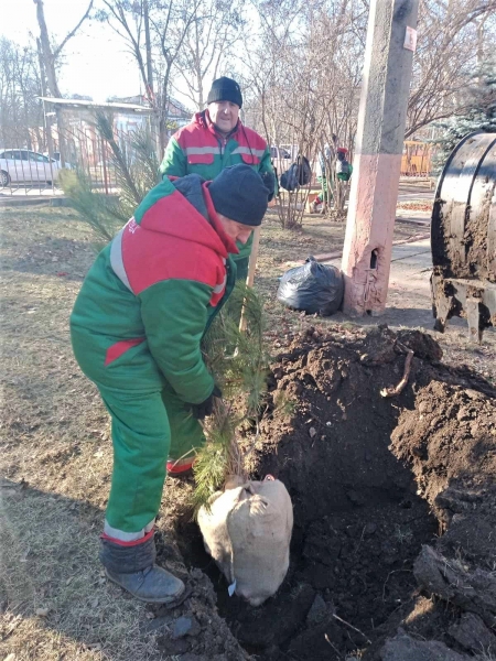 В 2022 году в Одессе на территории школ и детсадов высадят 1,5 тысячи сосен. Фото