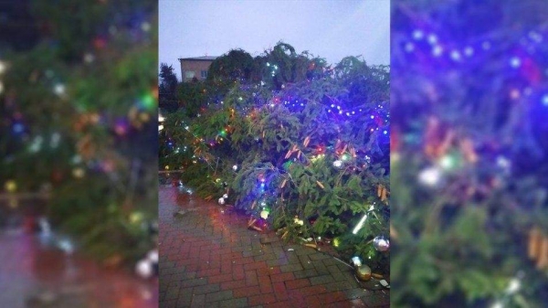 Деревопад в Украине: мощный ветер повалил новогодние елки. Фото