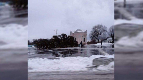 Деревопад в Украине: мощный ветер повалил новогодние елки. Фото