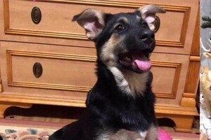 В Одессе пройдет благотворительный "ЭкоРейс" для помощи животным