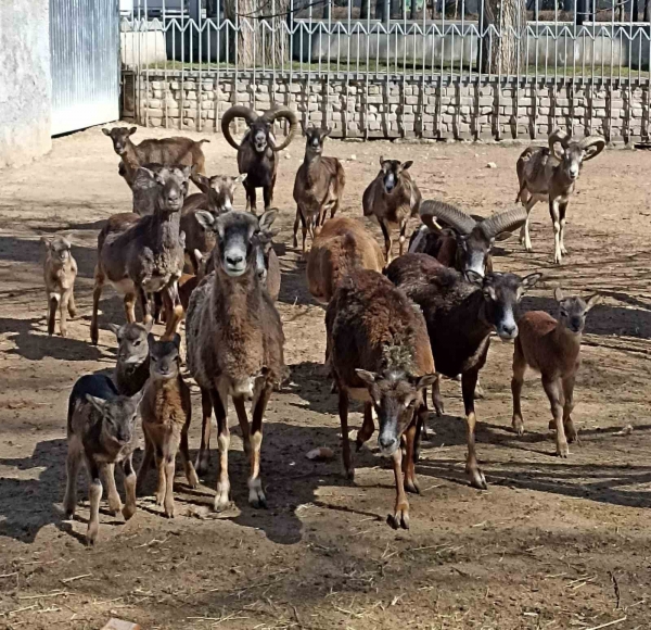 В Одеському зоопарку — поповнення: народилися муфлони. Фото