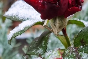 Как Одесса встречала первый снег (фото)