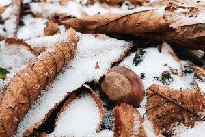 Как Одесса встречала первый снег (фото)