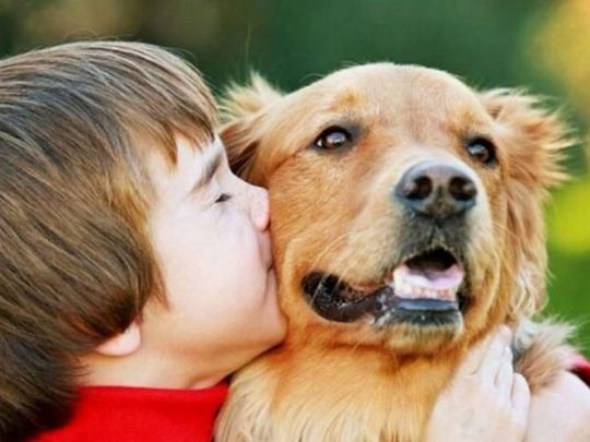 500+ злотих за собаку чи кота: хто з українців може отримати грант