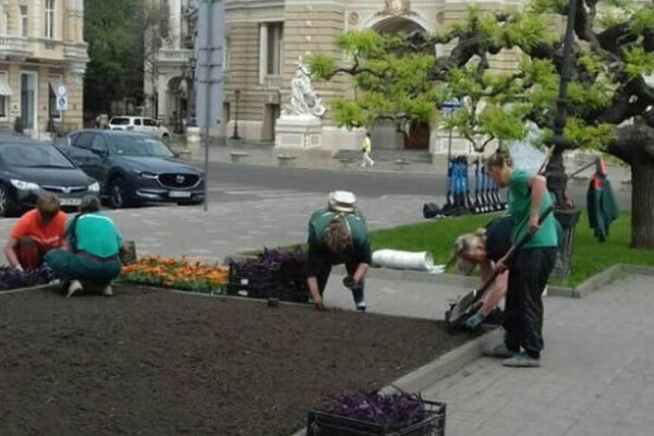 Возле Оперного в Одессе высадили экзотическое растение 