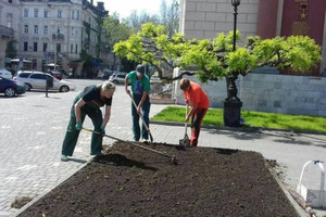 Возле Оперного в Одессе высадили экзотическое растение 