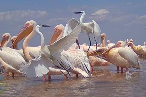Берега Тузловских лиманов покраснели: там поселились розовые фламинго и пеликаны 