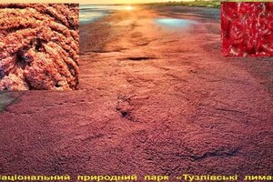 Берега Тузловских лиманов покраснели: там поселились розовые фламинго и пеликаны 