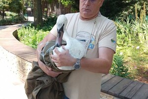 В Одессе спасли двух лебедей, которые упали на крышу частного дома