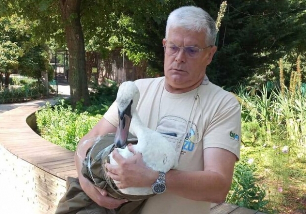 В Одессе спасли двух лебедей, которые упали на крышу частного дома