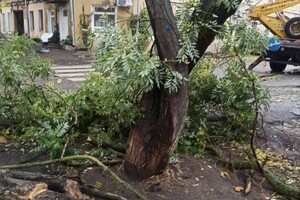 Более 50 упавших деревьев: к каким последствиям привела непогода в Одессе