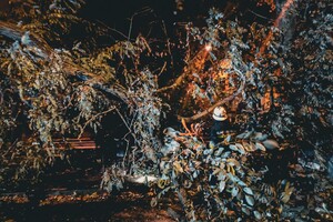 Более 50 упавших деревьев: к каким последствиям привела непогода в Одессе