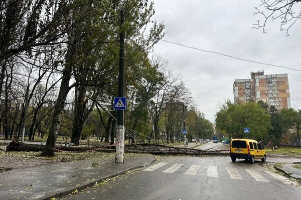 Более 50 упавших деревьев: к каким последствиям привела непогода в Одессе