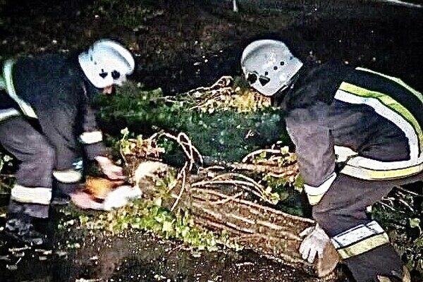 Деревопад и обесточенные населенные пункты: к каким последствиям привела непогода в Одесской области