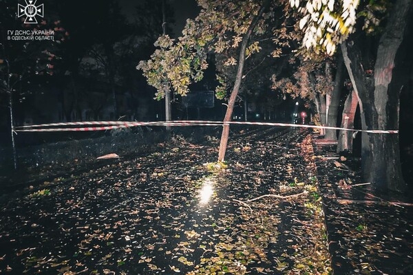 Более 50 упавших деревьев: к каким последствиям привела непогода в Одессе