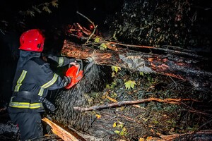 Более 50 упавших деревьев: к каким последствиям привела непогода в Одессе