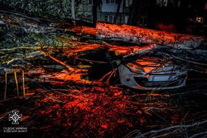 Более 50 упавших деревьев: к каким последствиям привела непогода в Одессе