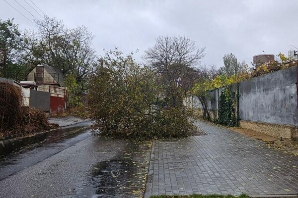 Более 50 упавших деревьев: к каким последствиям привела непогода в Одессе
