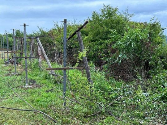 Невідомі вантажівкою з військовими номерами прорвали українсько-угорський кордон: десятки затриманих (фото)