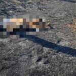 В Одесской области горели сухая трава и дачные постройки: погибла женщина