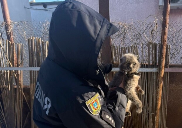 В Одессе котов держали на улице на привязи: реакция полиции В Одессе котов держали на улице на привязи: реакция полиции