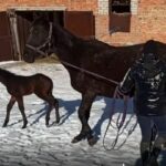 Коні, що пережили обстріли, дарують нове життя: в Миколаєві з’явилось перше потомство в евакуйованих з Запоріжжя тварин