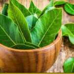 Неймовірна сила лаврового листа: цілюща спеція, яка лікує хвороби і зміцнює здоров’я