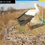 Повернувся додому під ворожими ракетами: зірковий лелека Грицик знову в прямому ефірі з Полтавщини