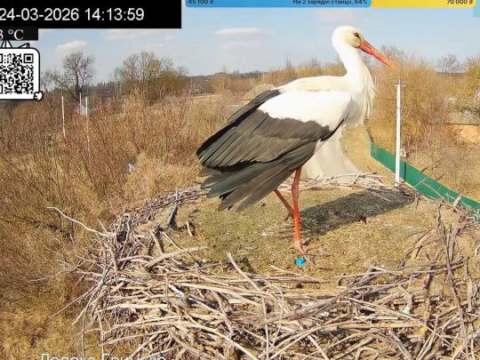 Повернувся додому під ворожими ракетами: зірковий лелека Грицик знову в&nbsp;прямому ефірі з&nbsp;Полтавщини