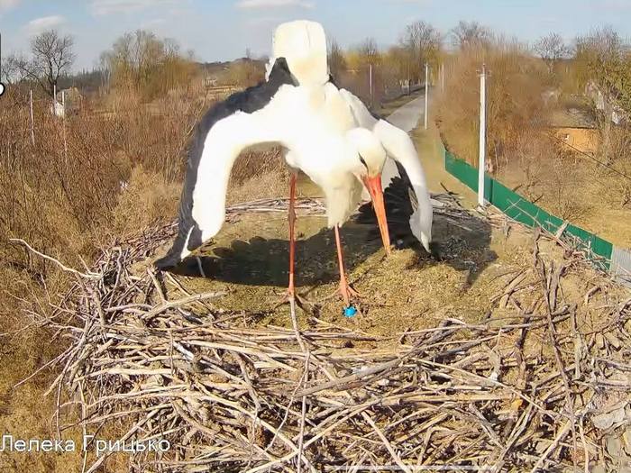 Повернувся додому під ворожими ракетами: зірковий лелека Грицик знову в&nbsp;прямому ефірі з&nbsp;Полтавщини