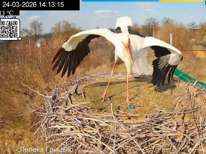 Повернувся додому під ворожими ракетами: зірковий лелека Грицик знову в&nbsp;прямому ефірі з&nbsp;Полтавщини